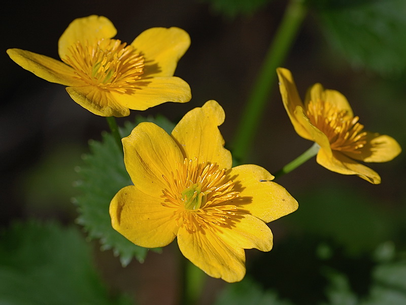 Image of Caltha palustris ssp. laeta specimen.