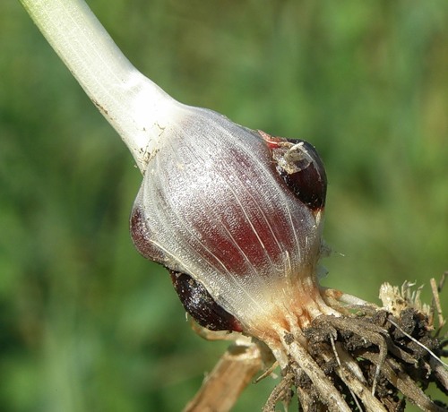 Image of Allium rotundum specimen.