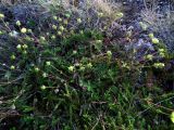 Potentilla crantzii