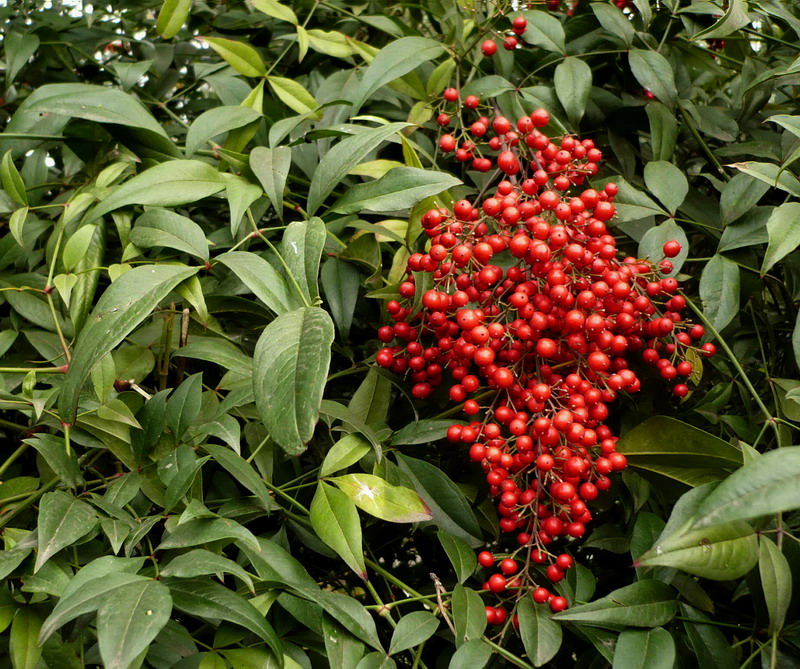 Изображение особи Nandina domestica.