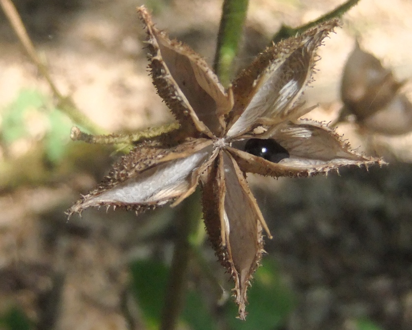 Image of Dictamnus caucasicus specimen.