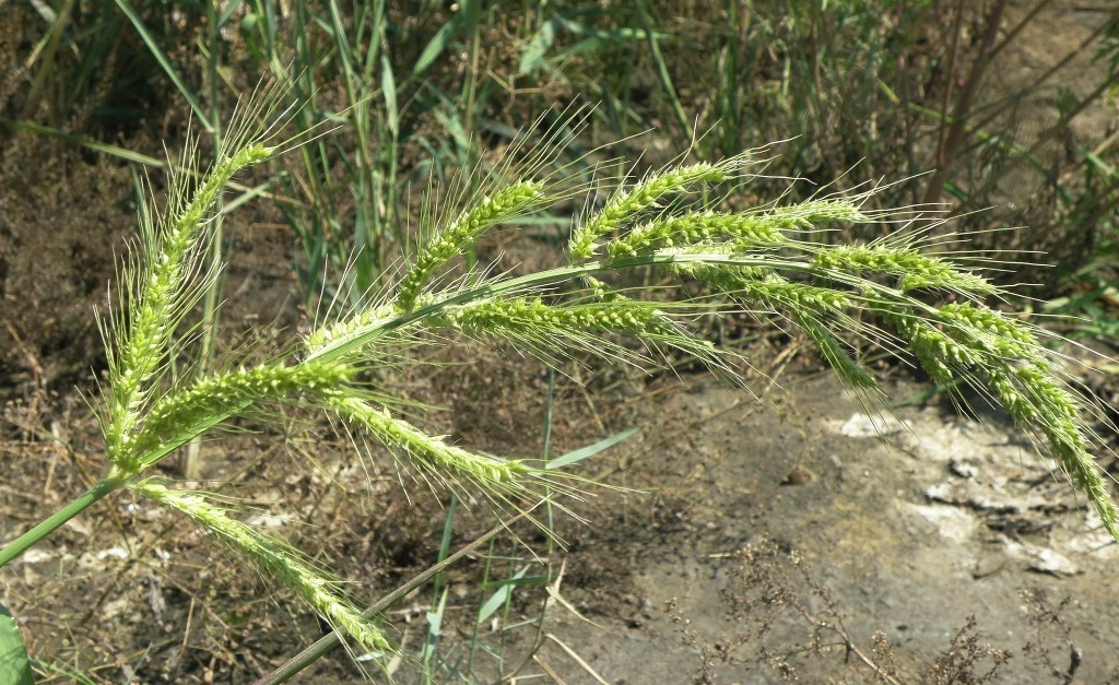 Изображение особи Echinochloa crus-galli.