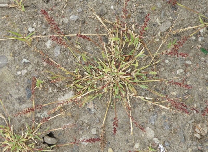 Image of Tragus racemosus specimen.