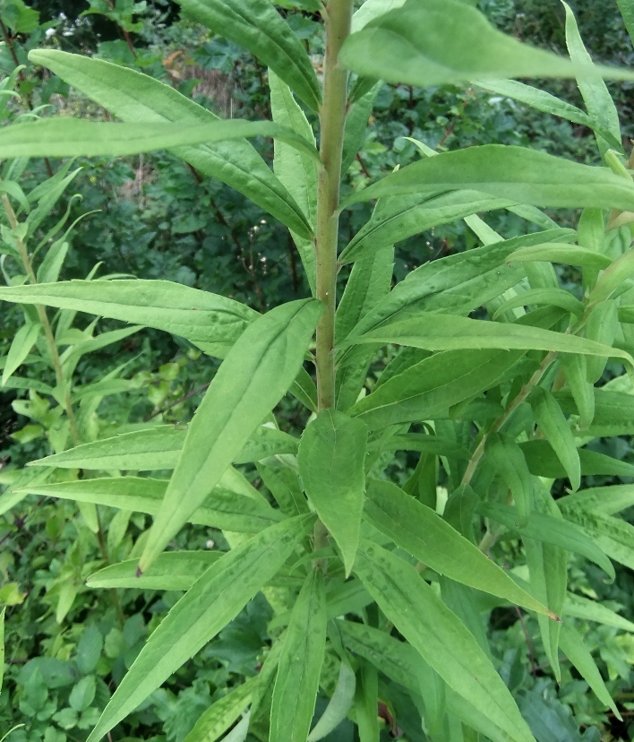 Изображение особи род Oenothera.