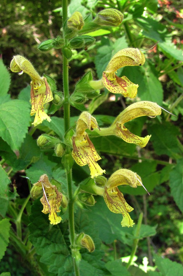 Изображение особи Salvia glutinosa.