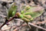 Lonicera &times; subarctica