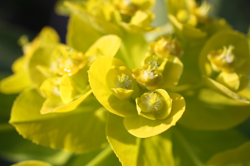 Изображение особи Euphorbia procera.