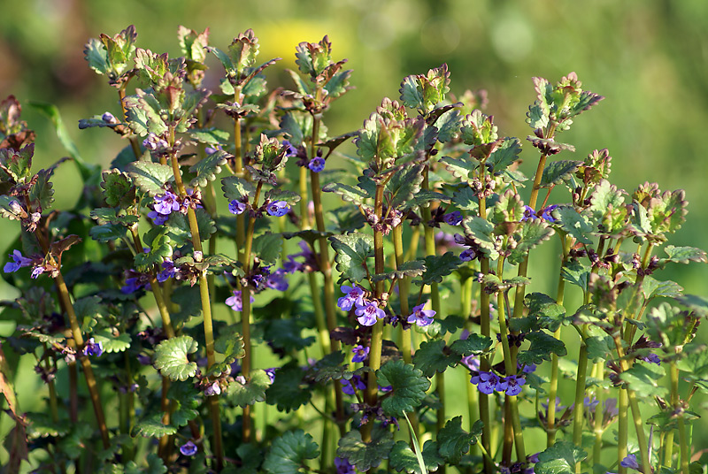 Image of Glechoma hederacea specimen.