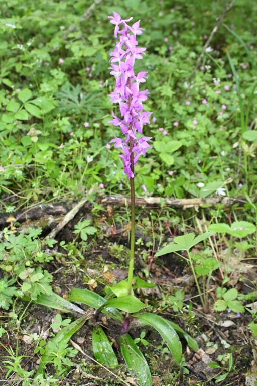 Изображение особи Orchis mascula.