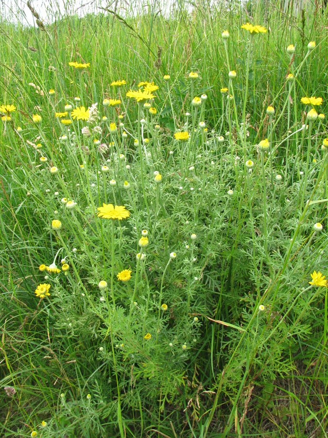 Изображение особи Anthemis tinctoria.