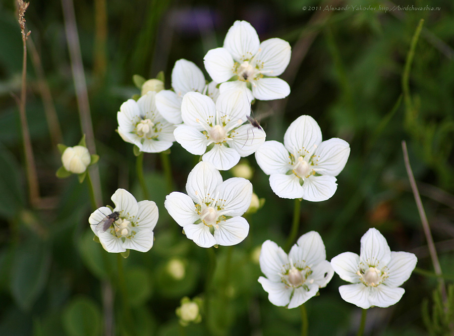 Image of Parnassia palustris specimen.