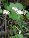 Tussilago farfara. Верхушки плодоносящих растений. Свердловская обл., Первоуральский городской округ, окр. ж.-д. станции Хрустальная, берег небольшого водоёма. 12.06.2011.