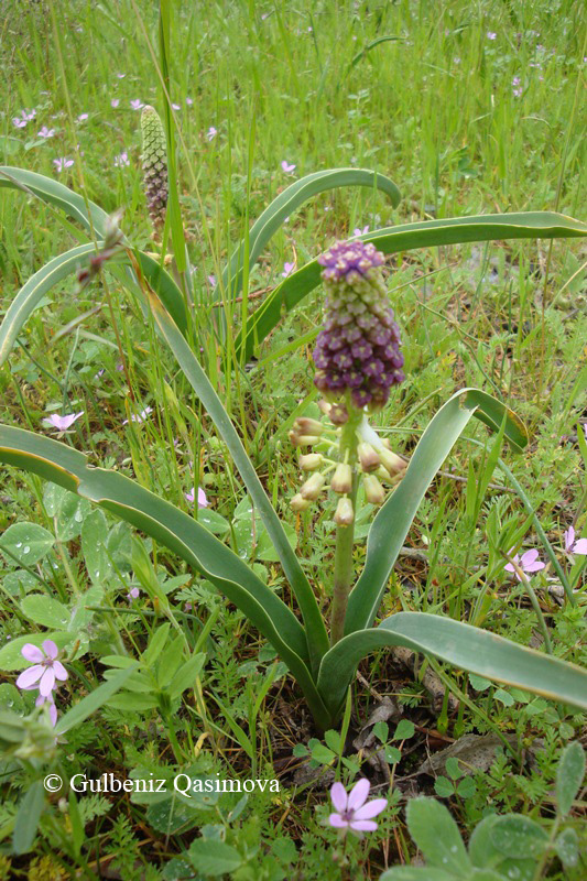 Image of Leopoldia caucasica specimen.