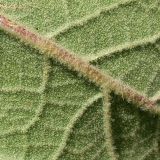 Image of taxon representative. Author is Анатолий Лисицын