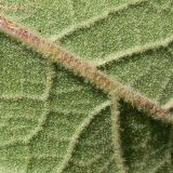 Verbascum ovalifolium