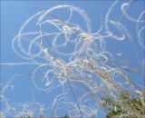 Stipa pennata. Верхушки побегов с плодами (видны белые опушённые ости зерновок). Черноморское побережье Кавказа, Новороссийск, близ мыса Шесхарис, можжевеловое редколесье. 29 мая 2010 г.