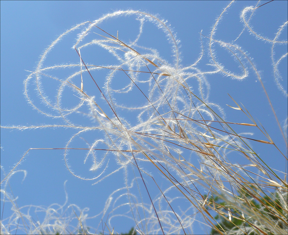 Изображение особи Stipa pennata.