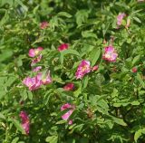Rosa glabrifolia. Ветви с цветками и бутонами. Московская обл., Раменский р-н, окр. дер. Хрипань, дачный участок. 06.06.2007.