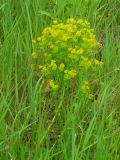 Euphorbia agraria