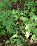 Actaea asiatica