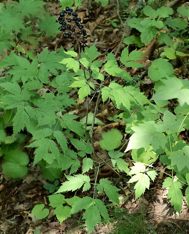 Изображение особи Actaea asiatica.