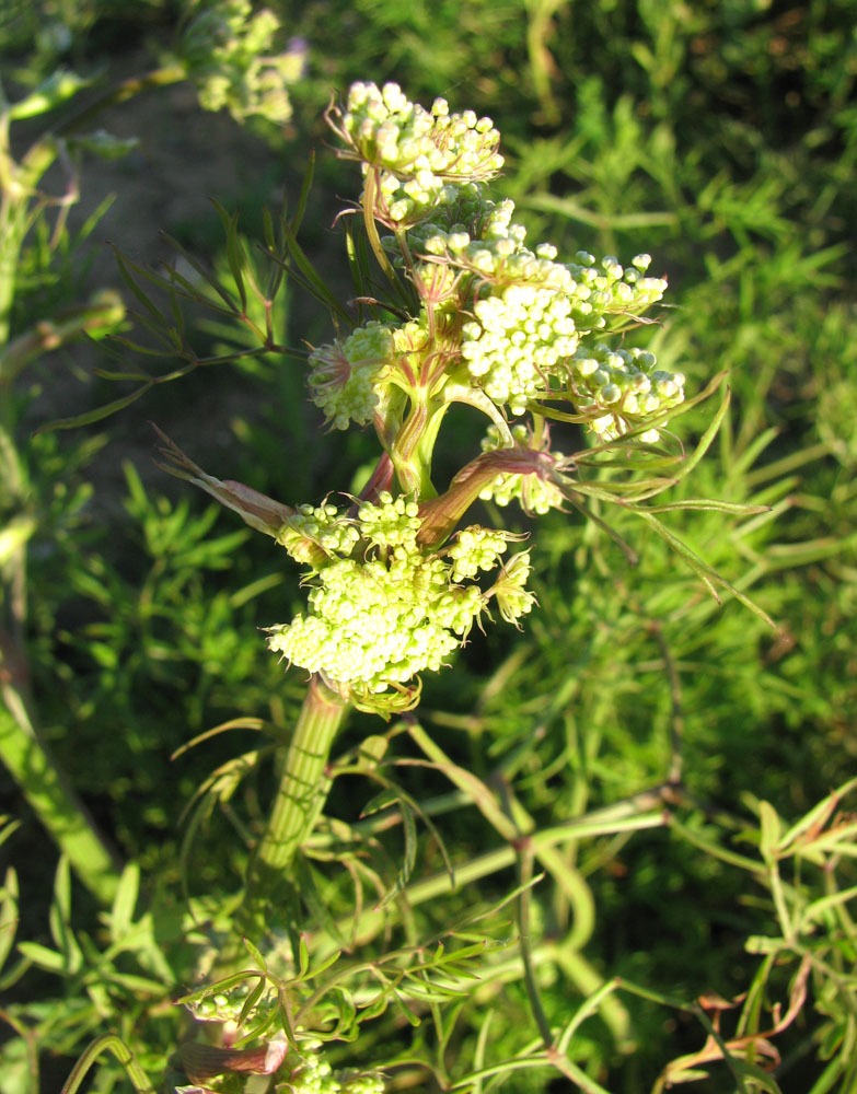 Image of Cenolophium fischeri specimen.