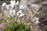 Pulsatilla magadanensis. Отцветающее растение. Магаданская обл., склоны хребта в районе Колымского вдхр. 31.05.2009.