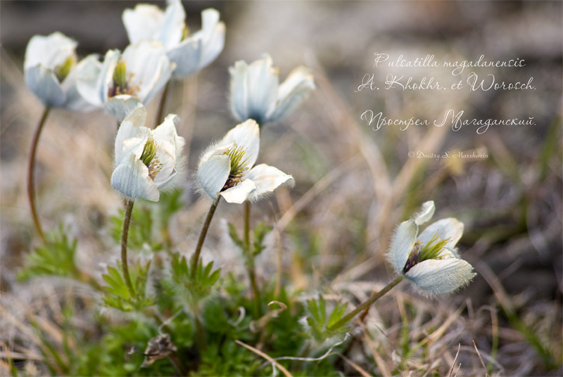 Изображение особи Pulsatilla magadanensis.