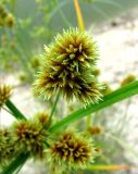 Cyperus glomeratus. Часть соцветия. Астраханская обл., Камызякский р-н, у с. Лебяжье. 17.08.2011.