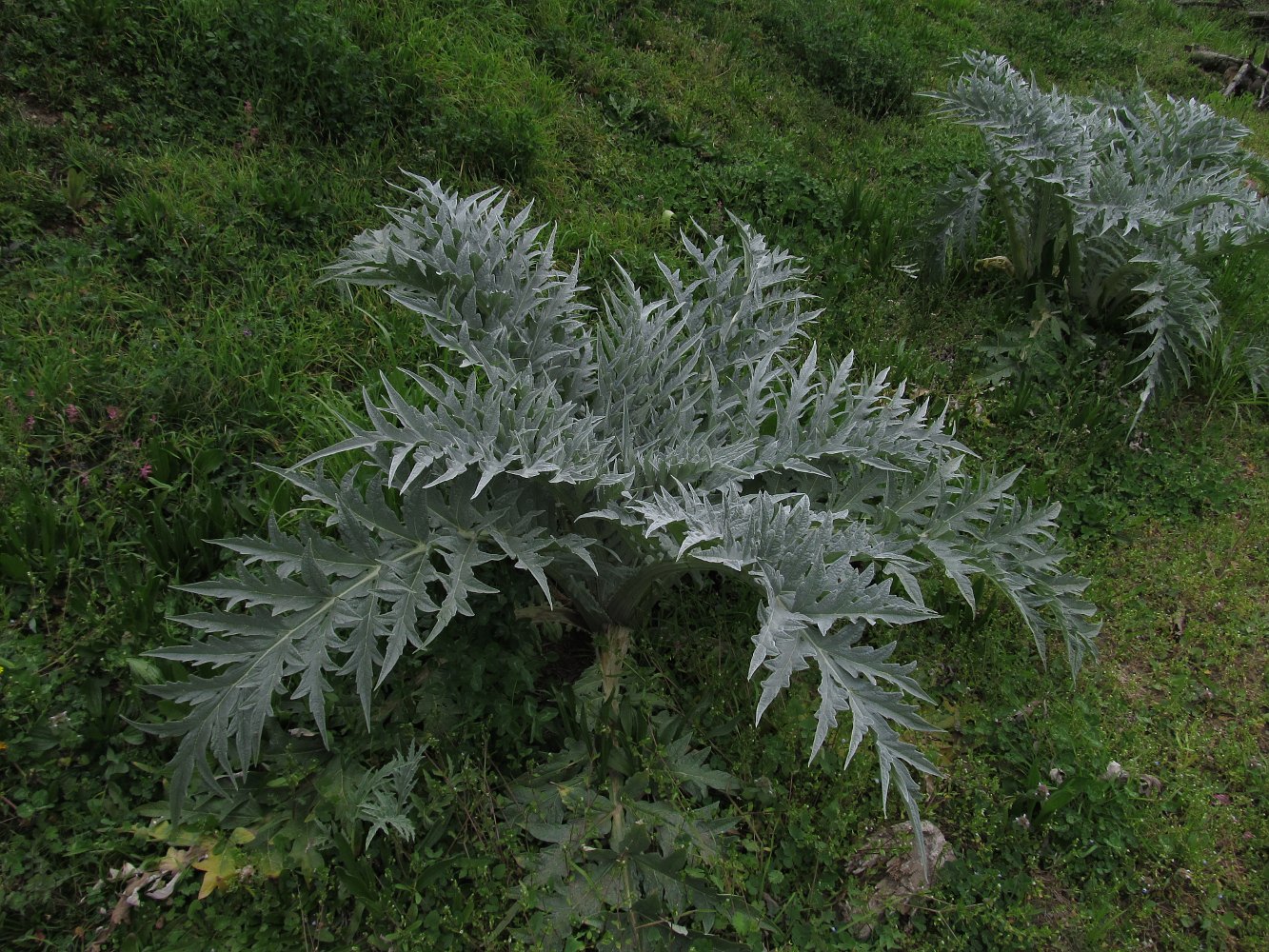 Изображение особи Cynara scolymus.