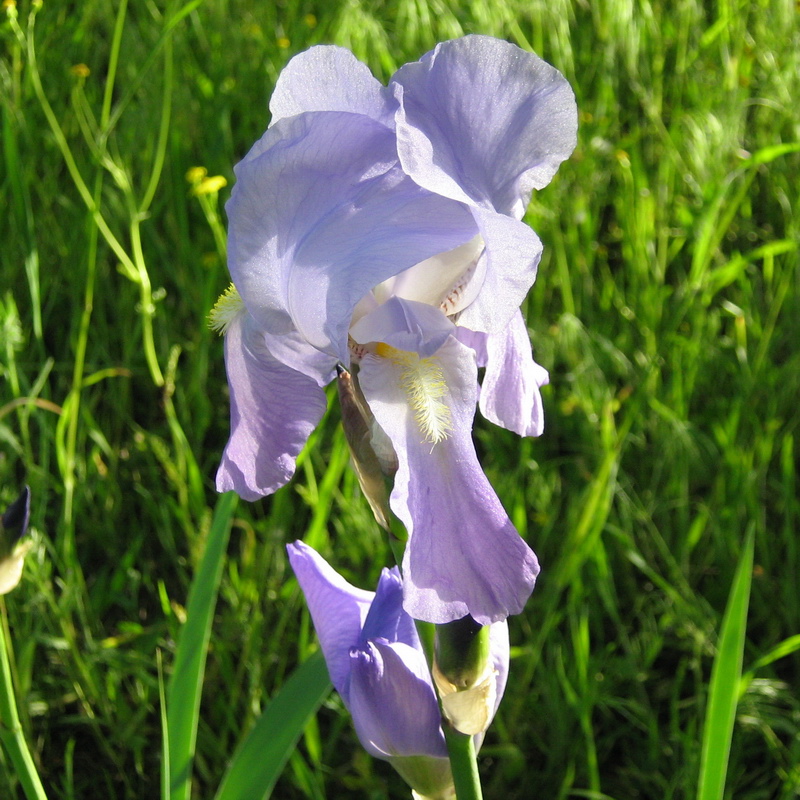 Image of Iris pallida specimen.