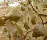 Viburnum tinus. Обмёрзшая листва. Черноморское побережье Кавказа, г. Новороссийск, в культуре (единственный экземпляр). 23 февраля 2012 г.