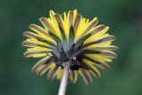 Taraxacum juzepczukii