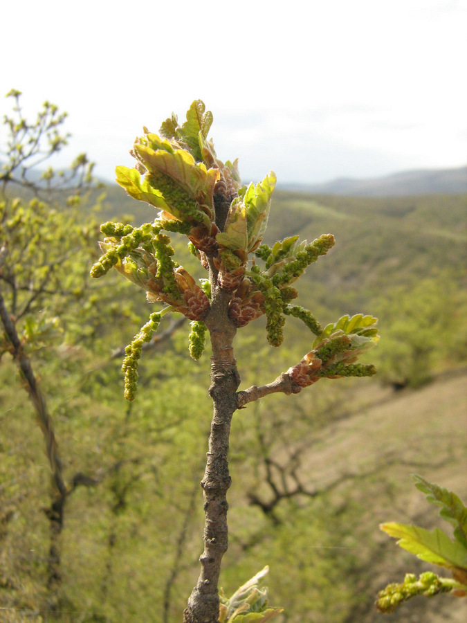 Изображение особи Quercus pubescens.