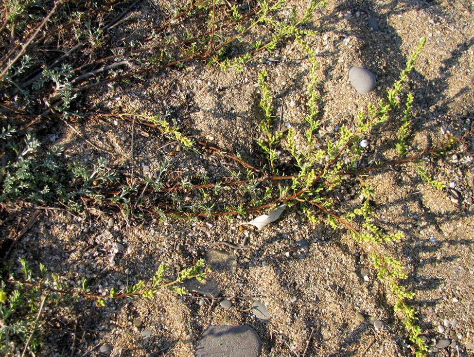 Изображение особи Artemisia arenaria.