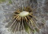 род Taraxacum. Соплодие. Татарстан, г. Бавлы, огород. 19.05.2012.