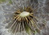 Taraxacum