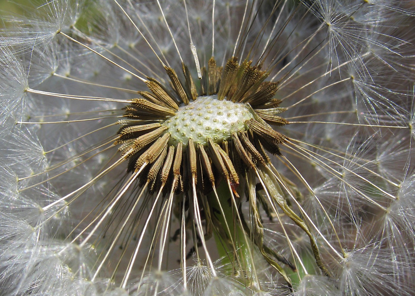 Изображение особи род Taraxacum.