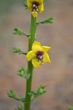 Verbascum blattaria