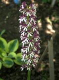 Orchis purpurea ssp. caucasica