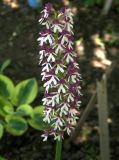 Orchis subspecies caucasica