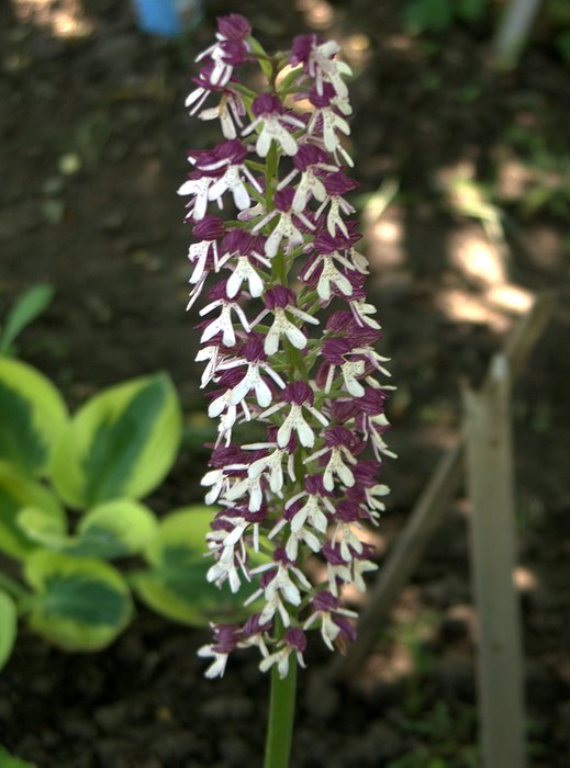 Image of Orchis purpurea ssp. caucasica specimen.