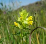 Rhinanthus vernalis. Соцветие. Украина, Донецкая обл., Володарский р-н, заповедник \"Каменные могилы\". 01.06.2012.