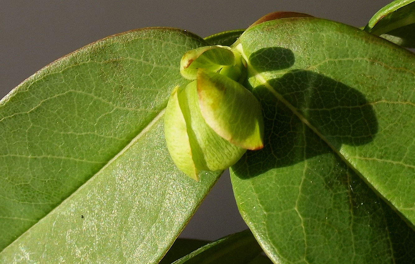 Изображение особи Hypericum calycinum.