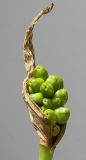 Arum maculatum. Невызревшее соплодие. Германия, г. Кемпен, у пешеходной дорожки в прогулочной зоне. 19.06.2012.