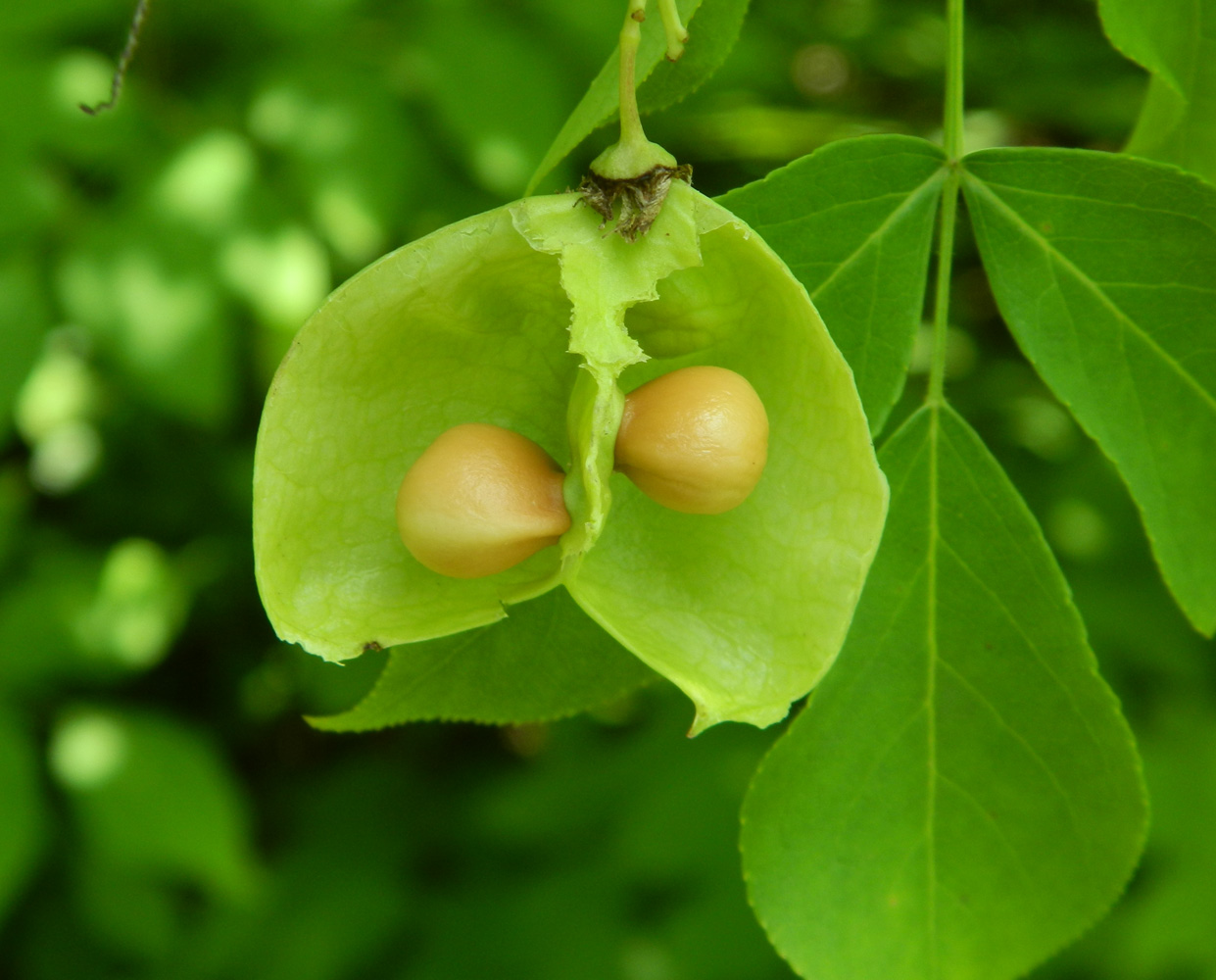 Image of Staphylea pinnata specimen.