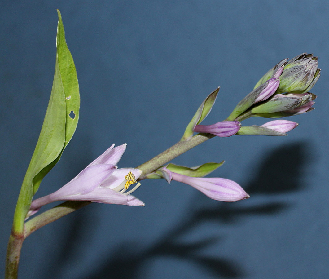 Image of Hosta sieboldiana specimen.