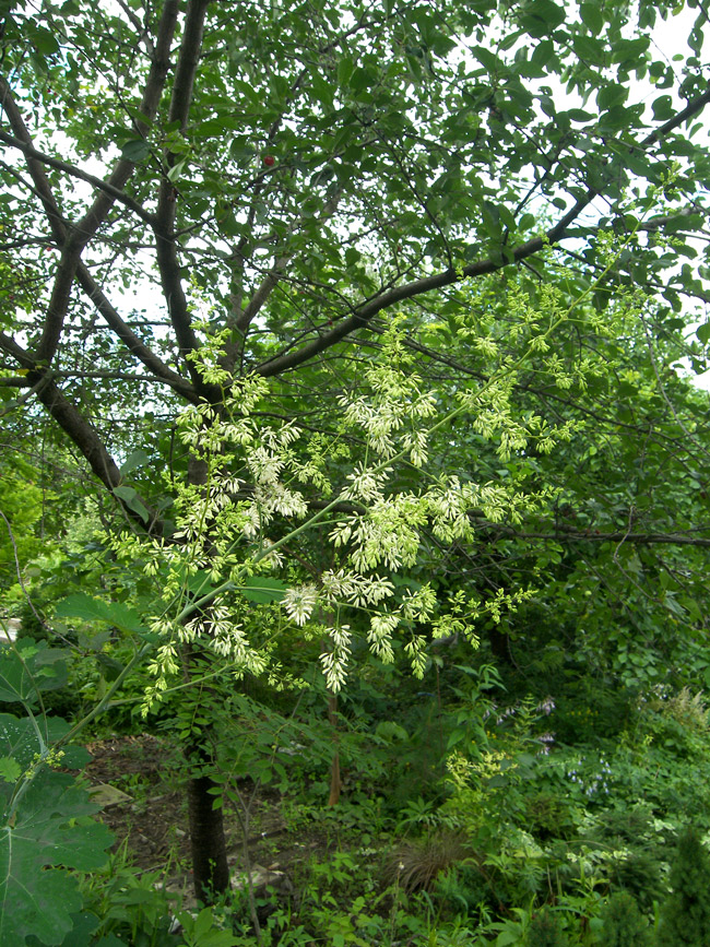 Image of Macleaya cordata specimen.