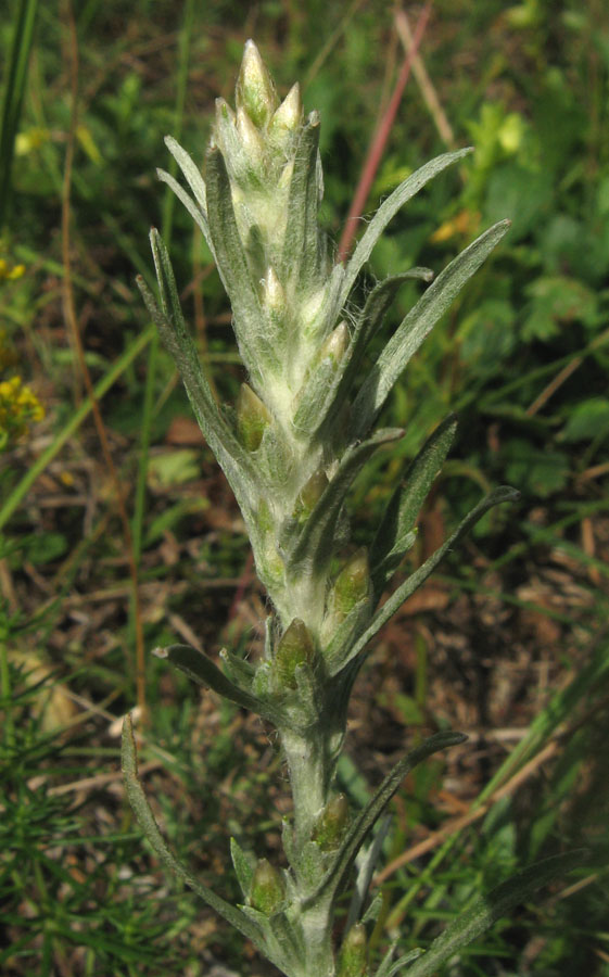 Image of Omalotheca sylvatica specimen.