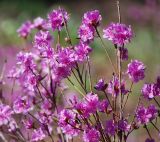 Rhododendron dauricum